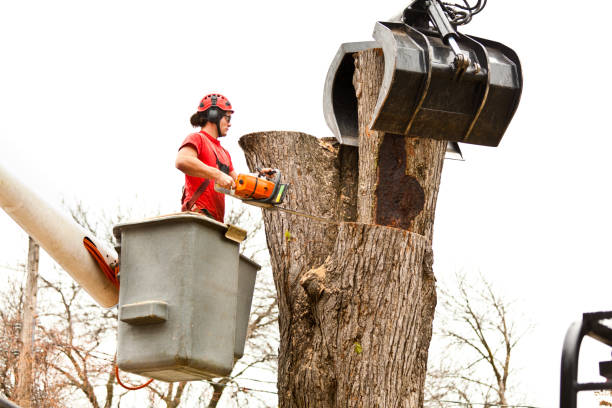 Best Palm Tree Trimming  in Saddle River, NJ