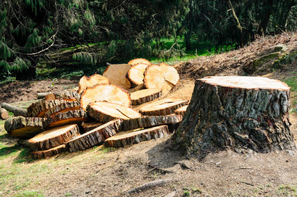 Best Hazardous Tree Removal  in Saddle River, NJ